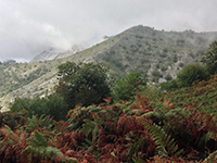 Ferns and Mountain